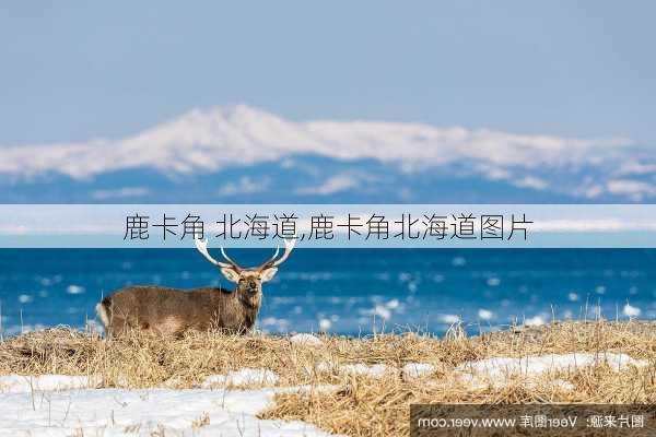 鹿卡角 北海道,鹿卡角北海道图片