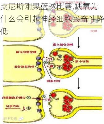 突尼斯刚果篮球比赛,缺氧为什么会引起神经细胞兴奋性降低